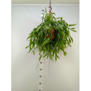 Rhipsalis   ...
