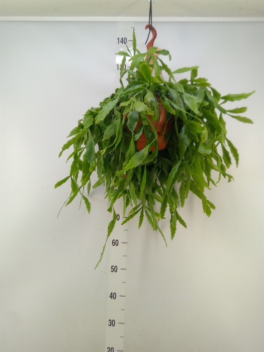 <h4>Rhipsalis   ...</h4>