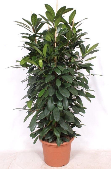 <h4>Ficus cyathistipula</h4>