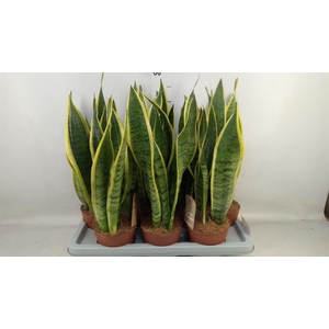 Sansevieria trifa. 'Laurentii'