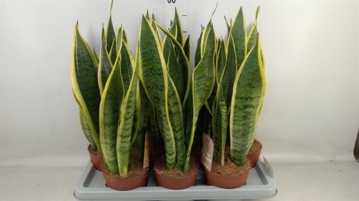 <h4>Sansevieria trifa. 'Laurentii'</h4>
