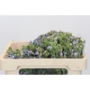 Oxypetalum Tweedia Blue