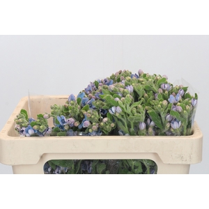 Oxypetalum Tweedia Blue