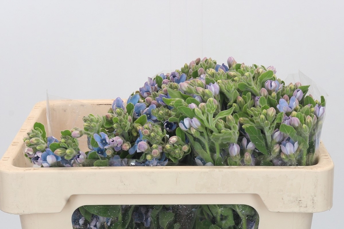 <h4>Oxypetalum Tweedia Blue</h4>