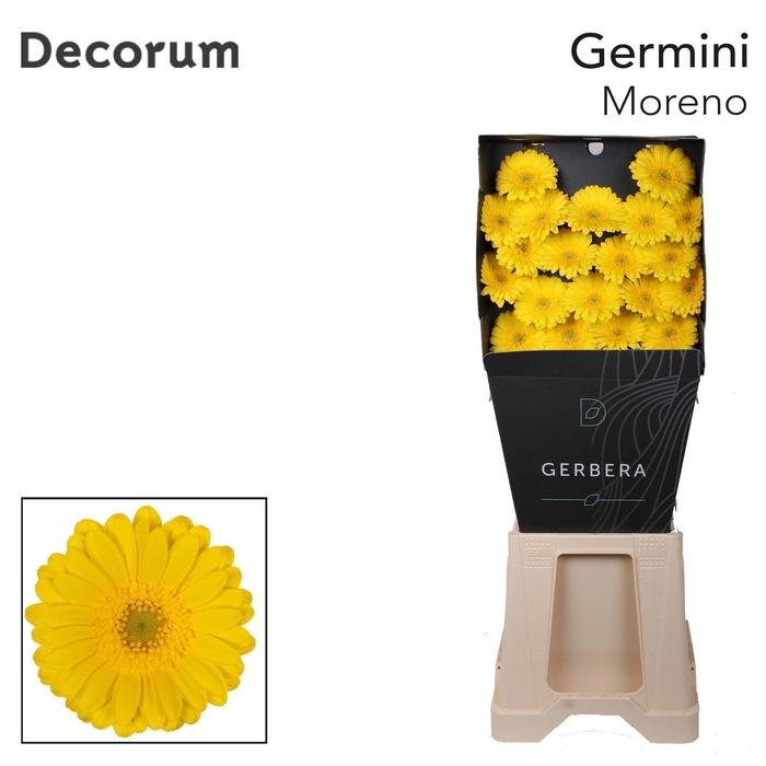 <h4>Germini Moreno Diamond</h4>