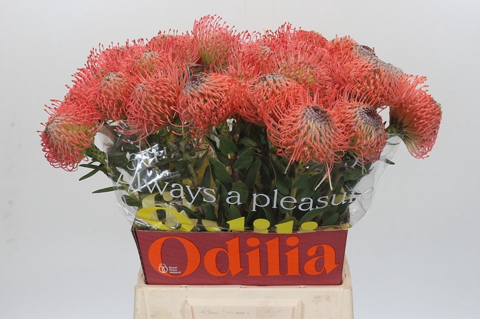 Nutans Ayoba Pink