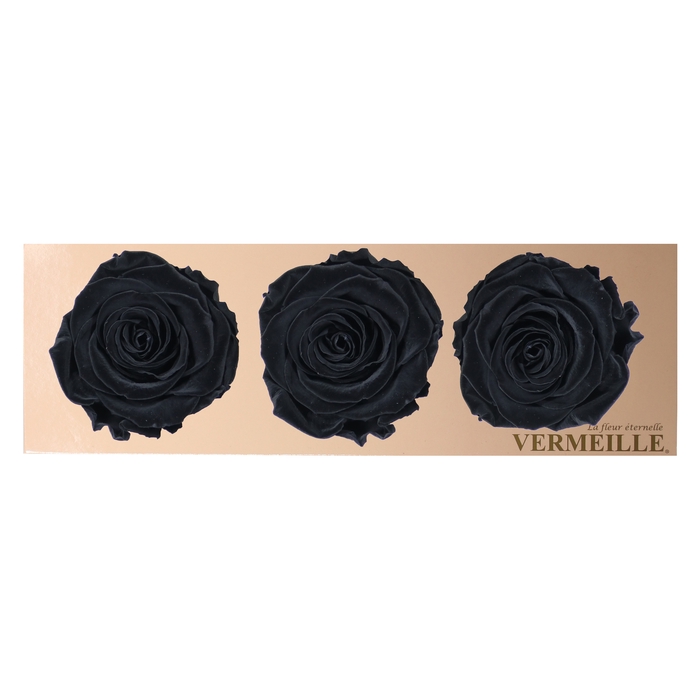 Rose Monalisa Black