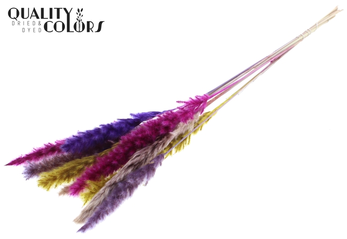 <h4>Fluffy Pampas L80 10 st/bunch Colourful 11</h4>