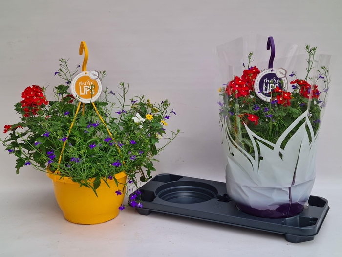 <h4>HANGING BASKETS</h4>