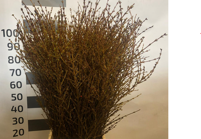 <h4>Forsythia Per Bunch</h4>