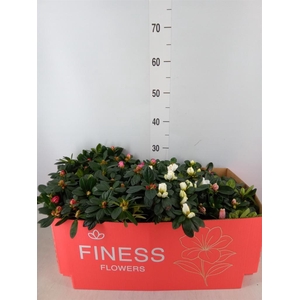 Rhododendron sim. 'Hellmut V' .mix