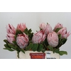 Protea Cynaroides