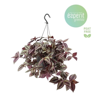 Tradescantia overig