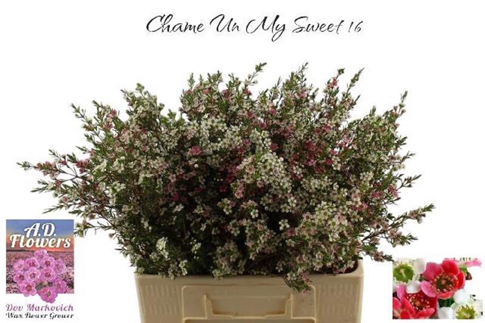 <h4>Chame My Sweet 16 AD</h4>