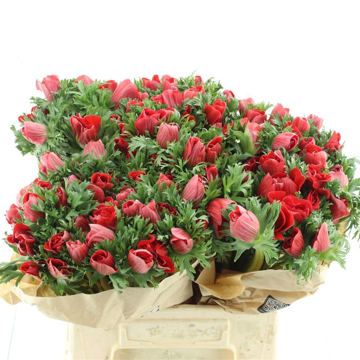 <h4>Anem Co Mar Red</h4>