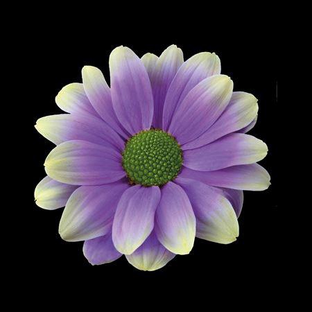 <h4>Chr T Kennedy Purple Fresh</h4>