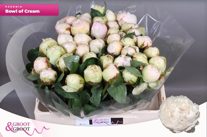 <h4>PAEO L BOWL OF CREAM</h4>