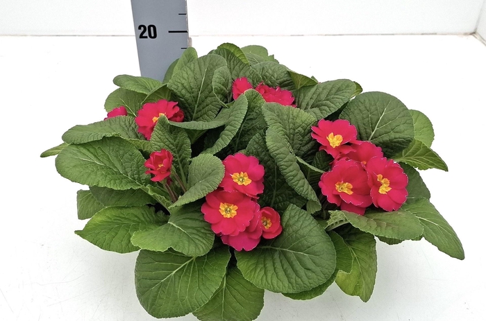 <h4>PRIM AC BONNELI GEM</h4>