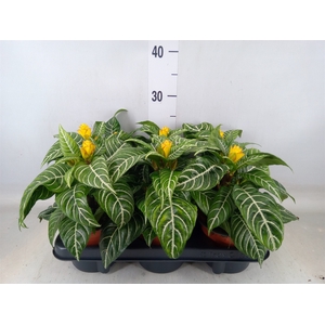 Aphelandra squar. 'Dania'