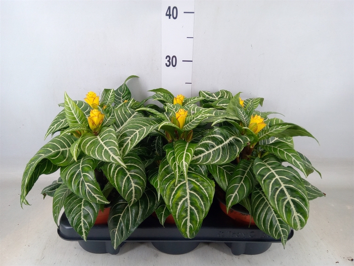 <h4>Aphelandra squar. 'Dania'</h4>