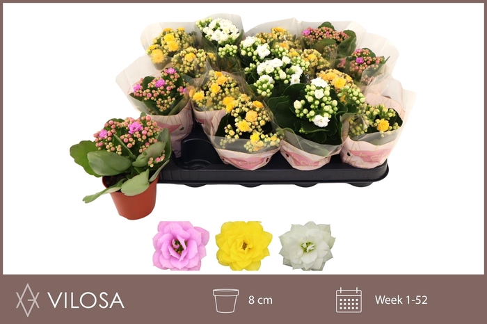 <h4>KAL GE GEM 3 KL</h4>