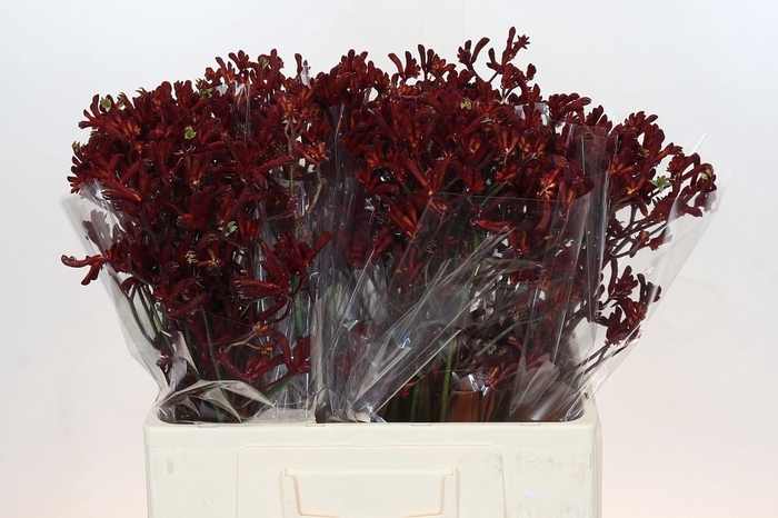 <h4>Anigozanthos Bush Ruby</h4>