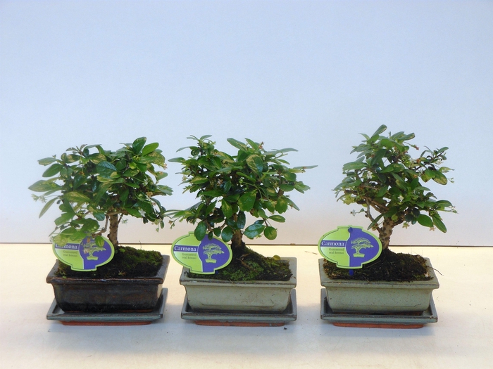 <h4>Carmona macrophylla, 15cm., broom, with drip tray</h4>