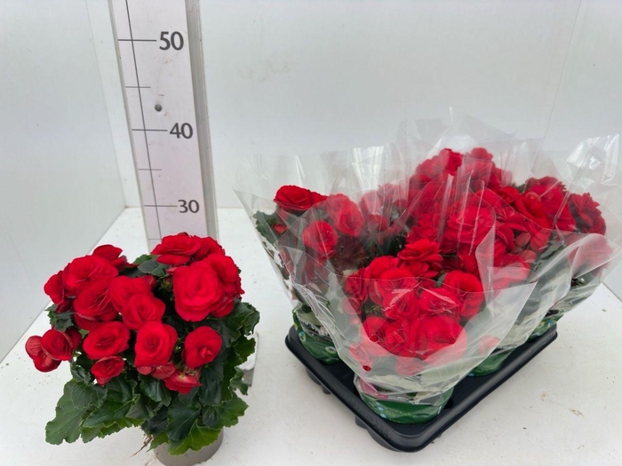 <h4>BEG DU BALADIN</h4>