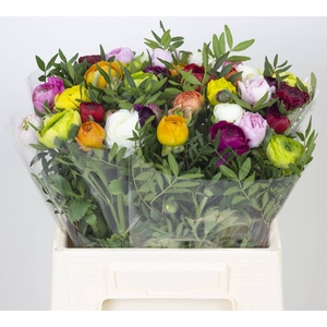 Bouquet Ran  x5+2