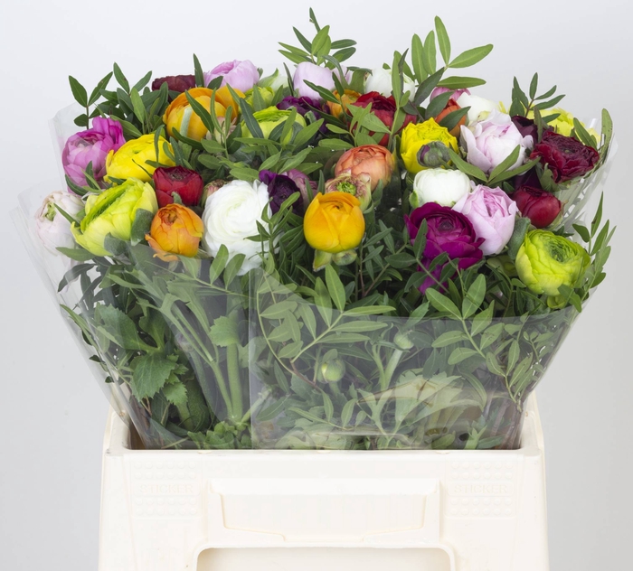 Bouquet Ran  x5+2
