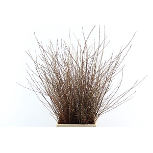 Spiraea Nip Snowmountain 90cm P Bunch