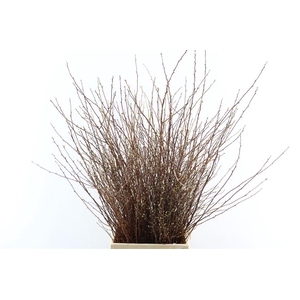 Spiraea Nip Snowmountain 90cm P Bunch Vertakt