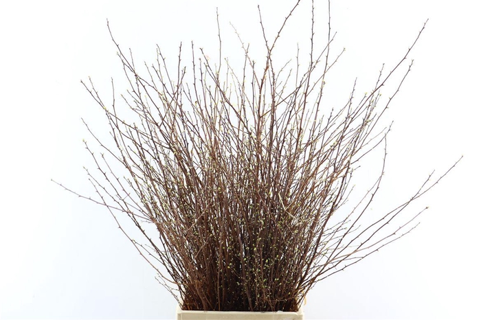 <h4>Spiraea Nip Snowmountain 90cm P Bunch Vertakt</h4>