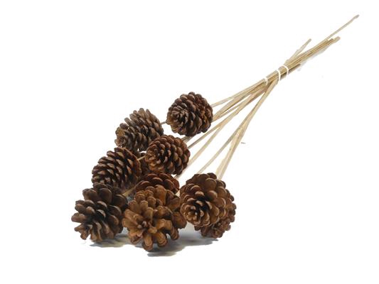 Stick Pine Cone Natural Large