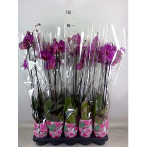 Phalaenopsis   ...lilac