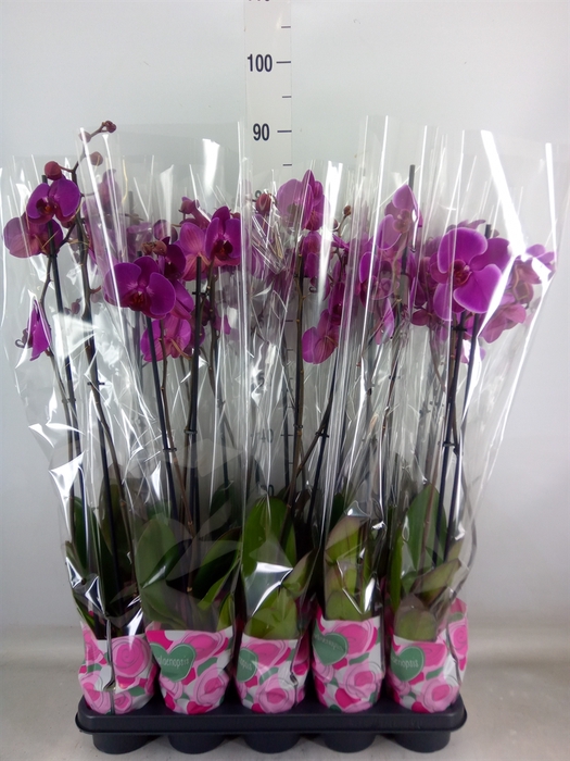 <h4>Phalaenopsis   ...lilac</h4>