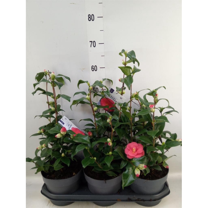 <h4>Camellia reticulata 'Mary Williams'</h4>