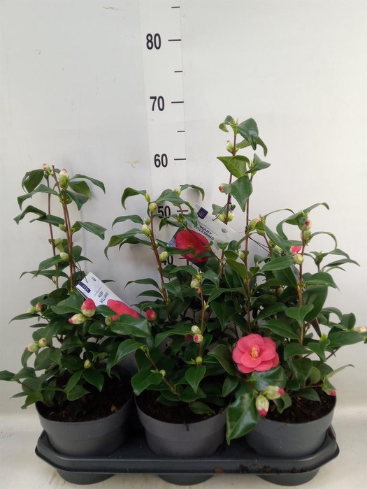 Camellia reticulata 'Mary Williams'