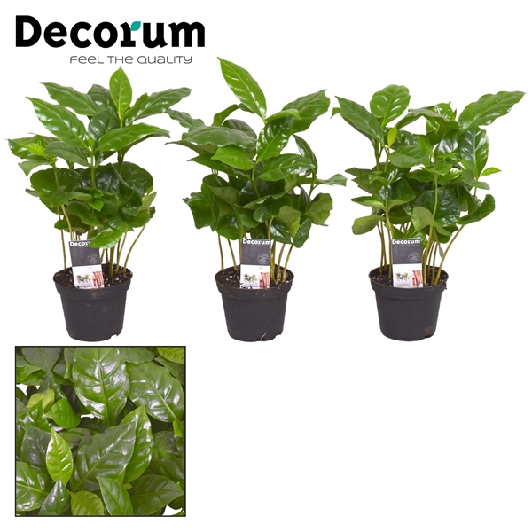 <h4>Coffea Arabica 7 cm (Decorum)</h4>