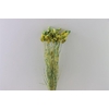 Dried Artz Phalaris Van Gogh Bunch