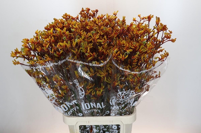 Kangaroo Paw Gold Fever