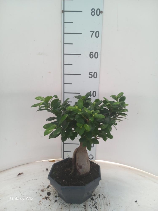 <h4>FIC MI GINSENG</h4>