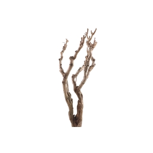 Syringa Branch Extra Chardon