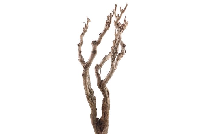 <h4>Syringa Branch Extra Chardon</h4>