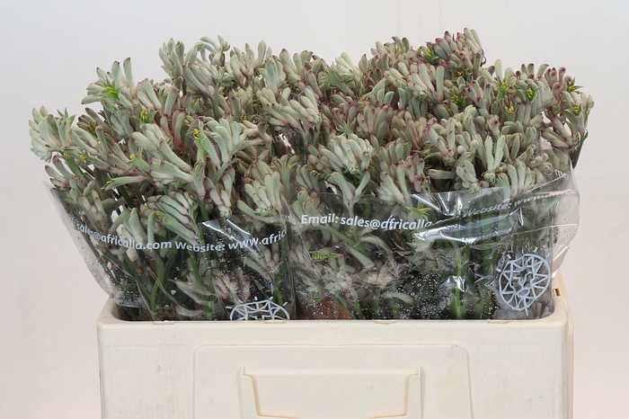 <h4>Anigozanthos Bush Diamond</h4>