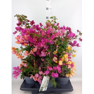 Bougainvillea  'Sanderiana'