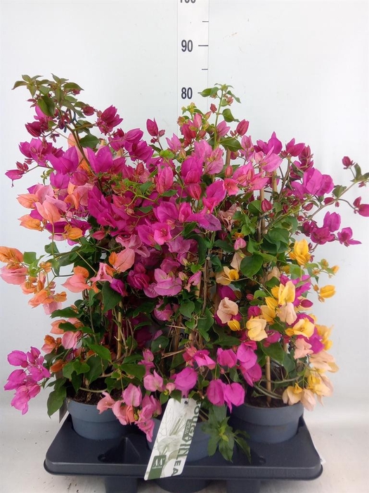 <h4>Bougainvillea  'Sanderiana'</h4>
