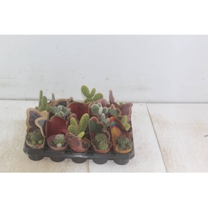 CACTUS MINI P06