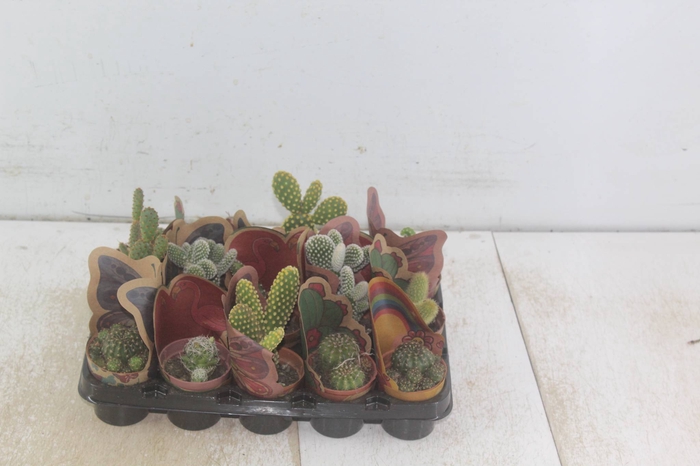 <h4>CACTUS MINI P06</h4>