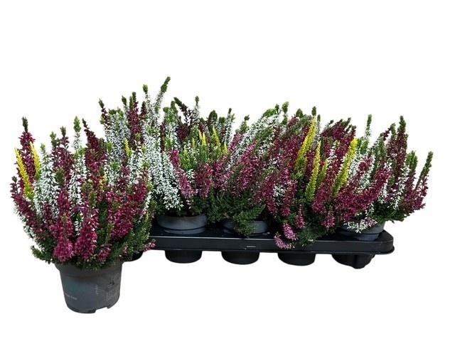 <h4>CALLU BL GEM PT 3KL</h4>